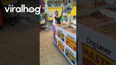 Hungry Stray Dog Finds a Meal at Pet Shop || ViralHog