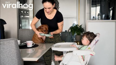 Dachshund Digs Into Baby's Breakfast || ViralHog