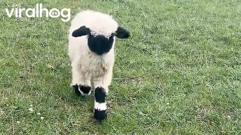 Cute Little Lamb Comes in for Pets || ViralHog