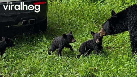 Mama Bear Waits on Her Cubs || ViralHog