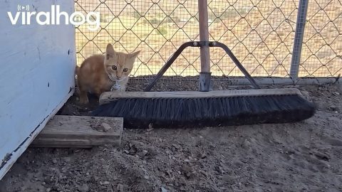 Kitten Defends Broom With His Life || ViralHog
