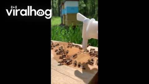 Bees Drinking From a Water Feeder || ViralHog