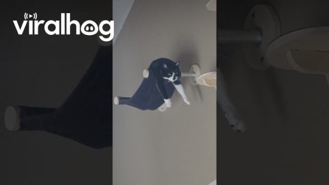 Cat Stretched Out in a Hammock || ViralHog