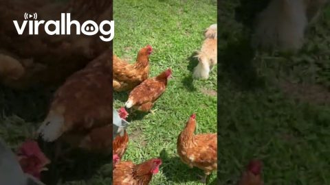 Dog Loves to Play With Chicken Friends || ViralHog