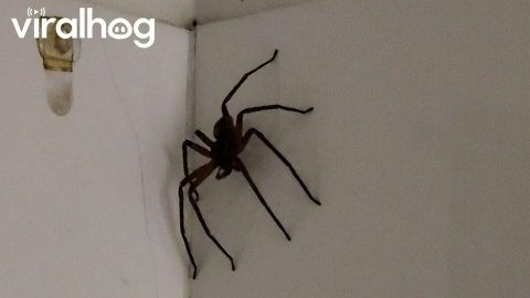 Woman And Spider Brush Hair Together || ViralHog