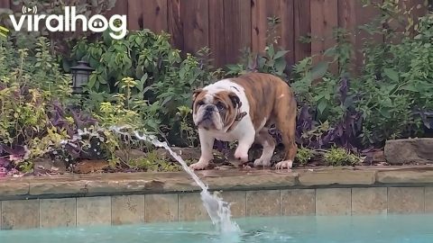 Bulldog vs Pool Vacuum || ViralHog
