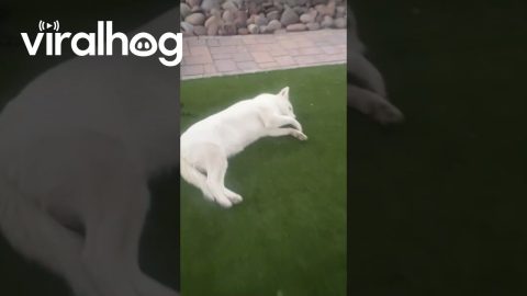 Trying to Warn My Husky About a Snake || ViralHog