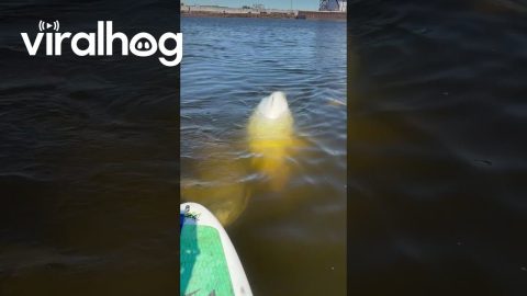 Playful Beluga Whales Swim Up to Paddleboarders || ViralHog