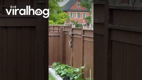 Raccoon Kits Climb Single-File to Mama || ViralHog