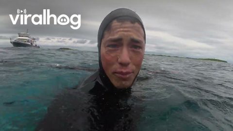 Diver Gets "Slapped" by Sea Turtle || ViralHog