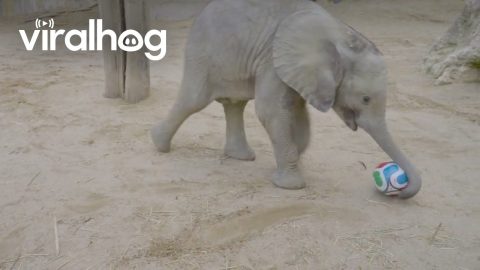 Elephant Calf Shows Off Football Skills for World Cup 2026 || ViralHog