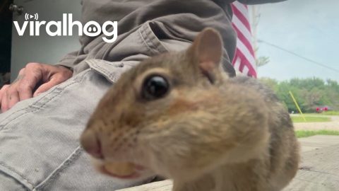 Pickpocket Chipmunk || ViralHog