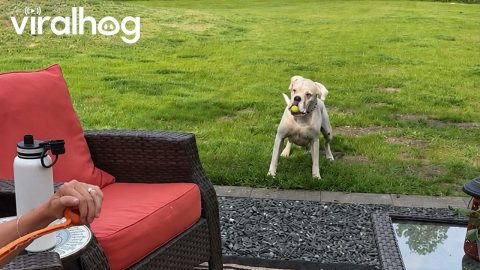White Boxer Already Has the Ball || ViralHog