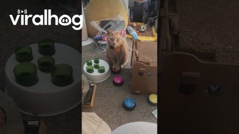 Cat Demands "Treaties" With Talking Button || ViralHog