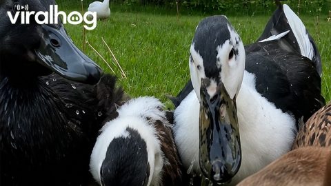 Nightly Peas With Waddling Ducks || ViralHog