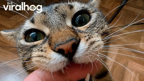 How Manny Came into My Life || ViralHog