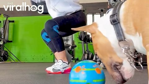 Puppy Just Wants to Play With their Ball || ViralHog
