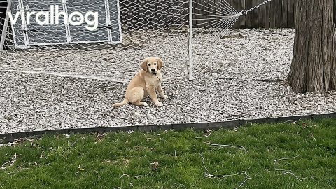 Manipulative Golden Puppy Fakes Needing Help || ViralHog