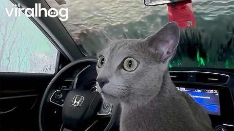 Cozy the Cat's First Car Wash || ViralHog