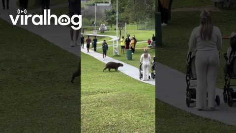 Capybara Wants to Play With Dog || ViralHog