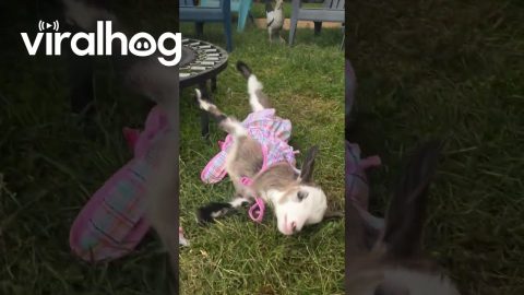 Baby Goat: 0 Mini Trampoline: 1 || ViralHog