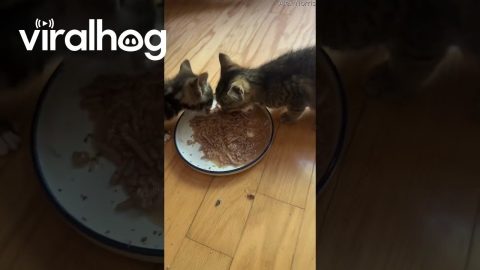 Hungry Little Kittens Chowing Down || ViralHog
