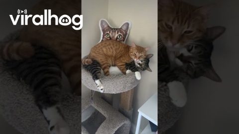 Simba Likes Willow's Personal Space || ViralHog