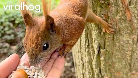 This Squirrel Must Do Pilates || ViralHog