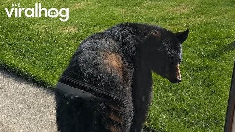 Startled Black Bear Tinkles Away || ViralHog