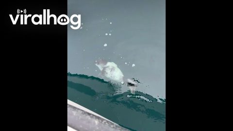 An Adorable Baby Seal Swam Up to My Boat || ViralHog