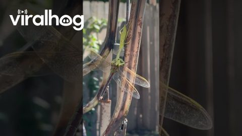 Praying Mantis Takes Down a Dragonfly || ViralHog