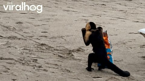Baby-Carrying Monkey Steals Snacks at Costa Rica Beach || ViralHog