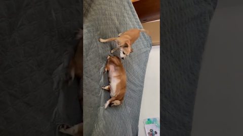 Two Goofy Dogs Playing on an Inflatable Mattress || ViralHog