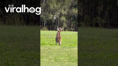 Baby Wallaby's New Friend || ViralHog