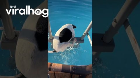Dog Climbs Ladder to Jump Into Pool || ViralHog