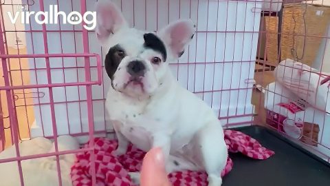 My Deaf Dog's Meal Routine || ViralHog