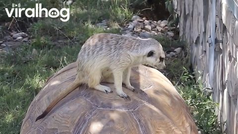 Meerkat Takes a Ride on a Tortoise || ViralHog