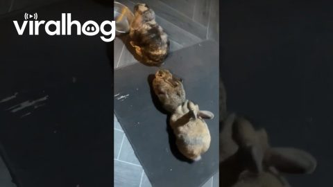 The Loaf Line || ViralHog