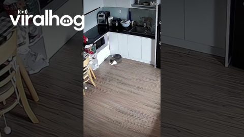 Sleeping Cat Falls From Counter || ViralHog