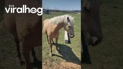 Rescuing a Foal from a Deep Hole || ViralHog