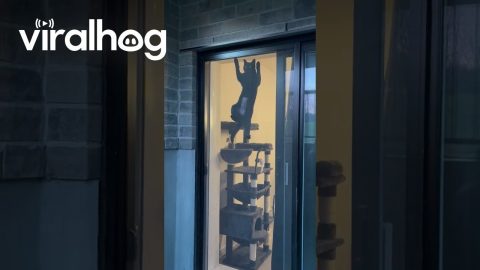 Cat Climbing on a Screen Door || ViralHog