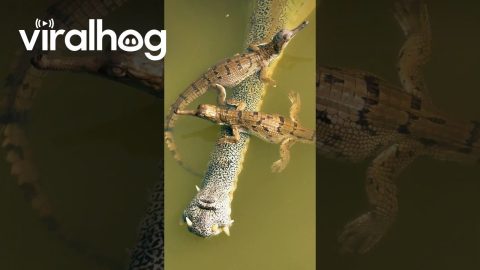 Newly Hatched Gharials || ViralHogNewly Hatched Gharials || ViralHog