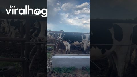 Why Are All These Cows Licking the Fence? || ViralHog