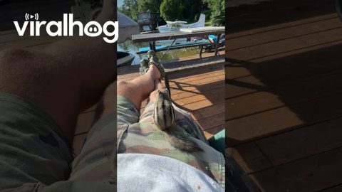 Morning Meet Up With My Chipmunk Friend || ViralHog