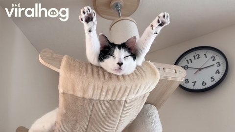 Sleepy Kitty Relaxing || ViralHog