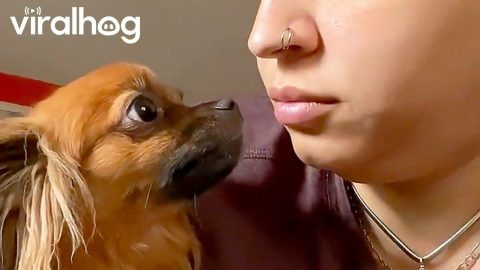 Why Are You Sniffing Me? || ViralHog