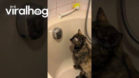 Cat Caught Checking Herself Out in the Mirror || ViralHog