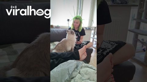 Cat Takes a Jab at Girl With Spikey Green Hair || ViralHog
