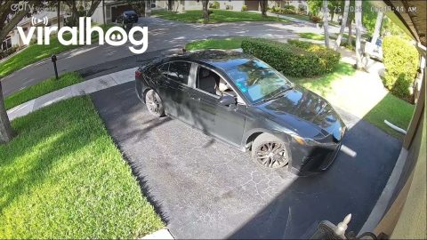 Father's Day Flop || ViralHog