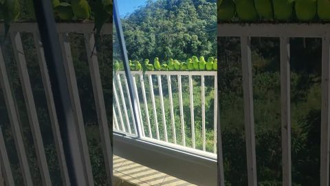 Green-Cheeked Parakeets || ViralHog